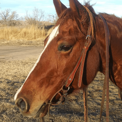 HORSE PORTRAITS